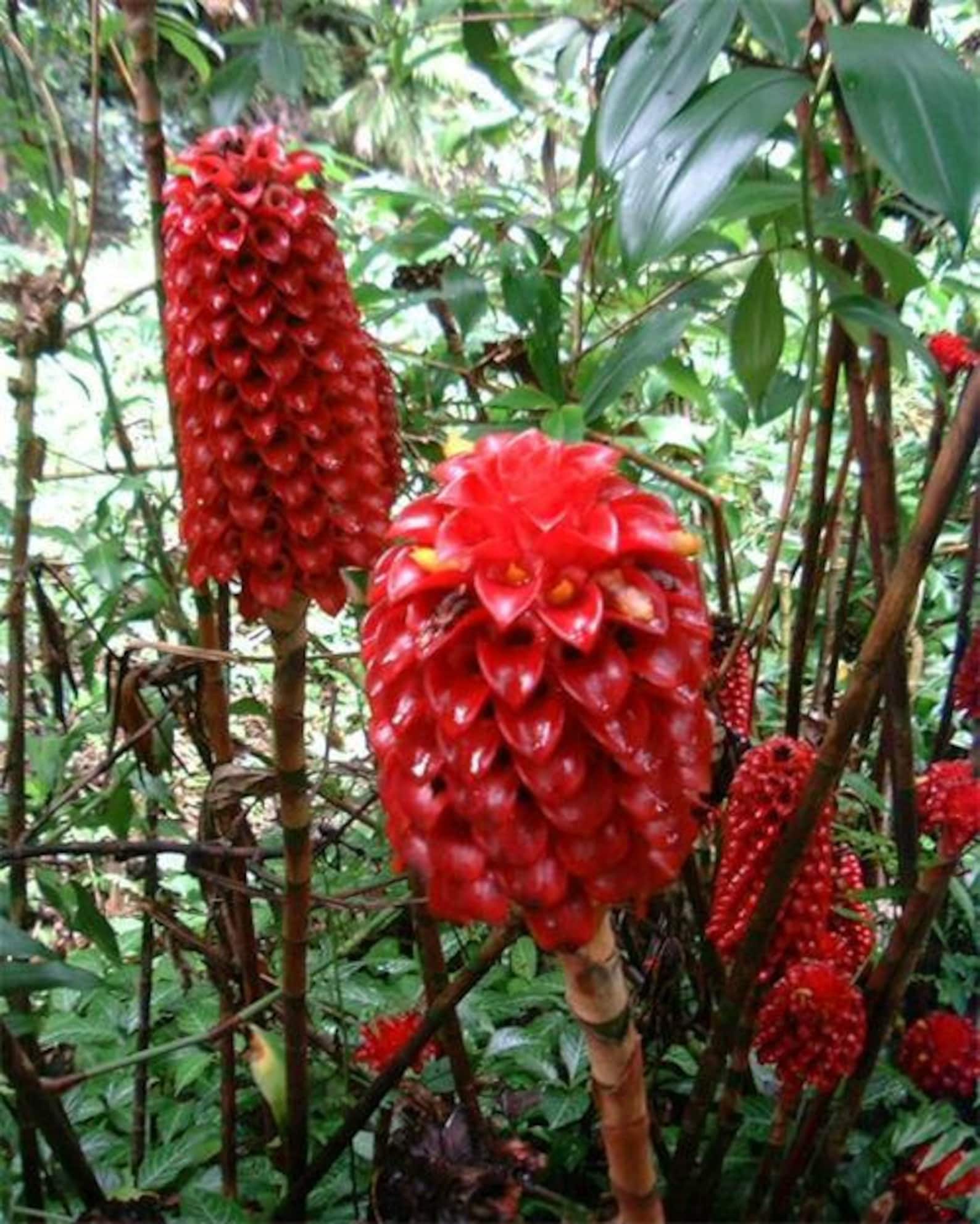 Tapeinochilos Ananassae Indonesian Wax Ginger Live Plant Etsy