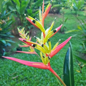 New Dwarf Heliconia Flamingo parrots beak live rhizome plant exotic tropical