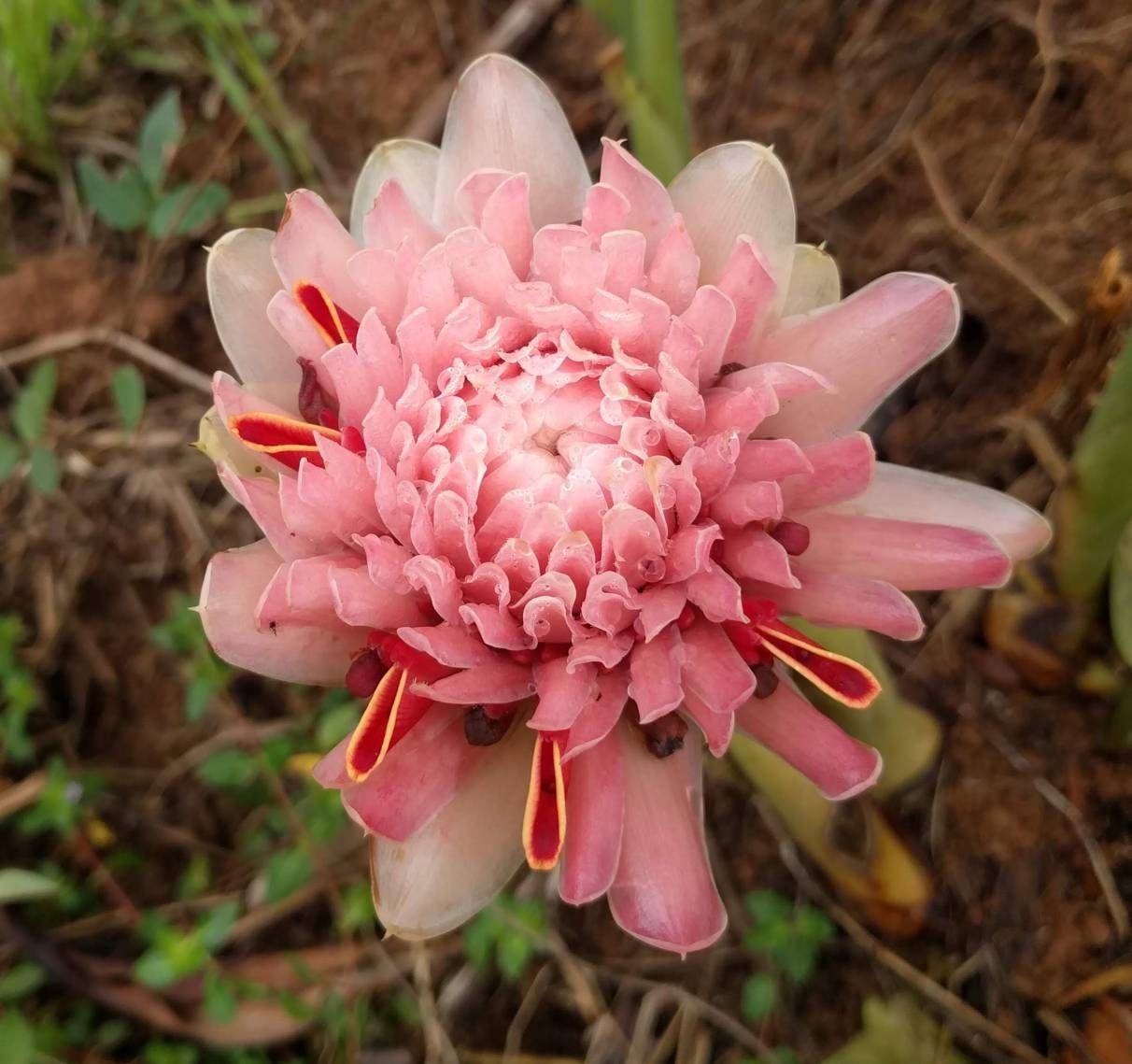 New Sweet Pale Pink torch ginger live Rhizome tropical plant Etsy
