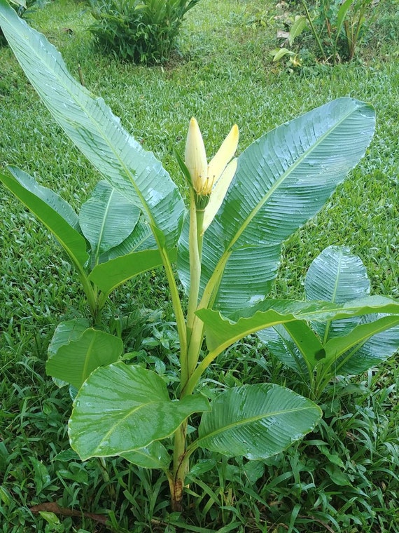 Musa Ornata Siam Yellow Banana Live Rhizome Tropical Plant Exotic