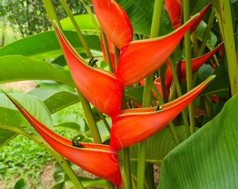 Heliconia Granada live rhizome exotic tropical plant