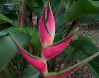 Heliconia orthotricha Kid Pink live rhizome very rare