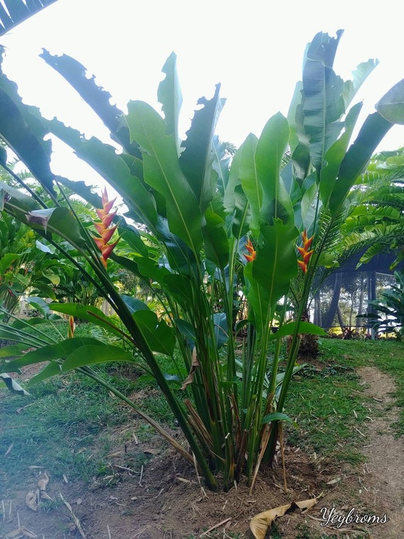 Heliconia Jacquinii Very Exotic Full Sun Live Rhizome Lobster Claw