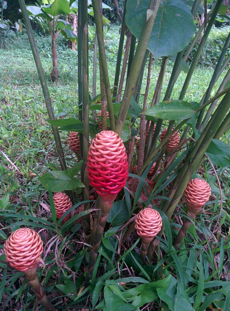 Shampoo ginger live rhizome exotic plant Zingiber spectabile Etsy