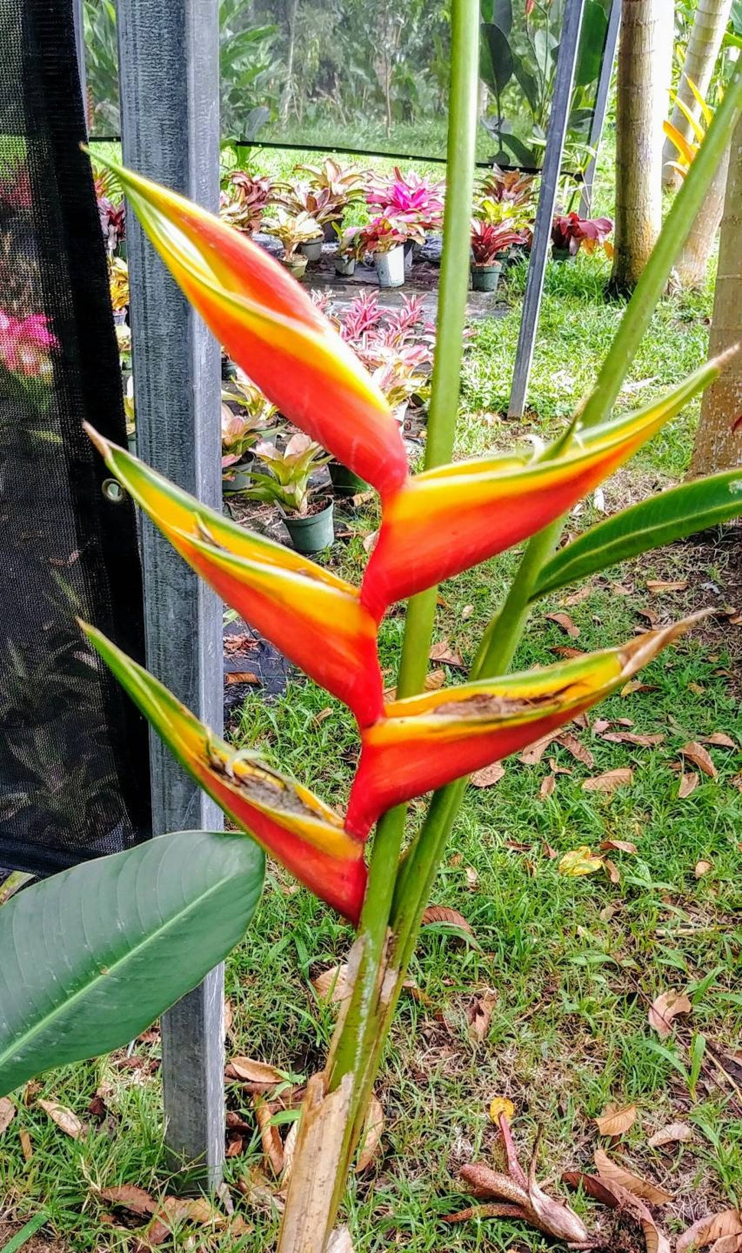 New Heliconia Sunset IV Live Rhizome Tropical Plant Exotic Flower
