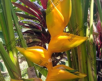 New Heliconia Champneiana Maya Gold live rhizome tropical plant exotic flower