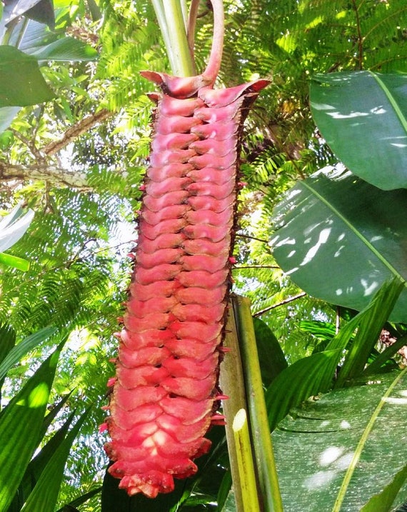 Heliconia Mariae Vivante Rhizome Fleur Exotique De Plante