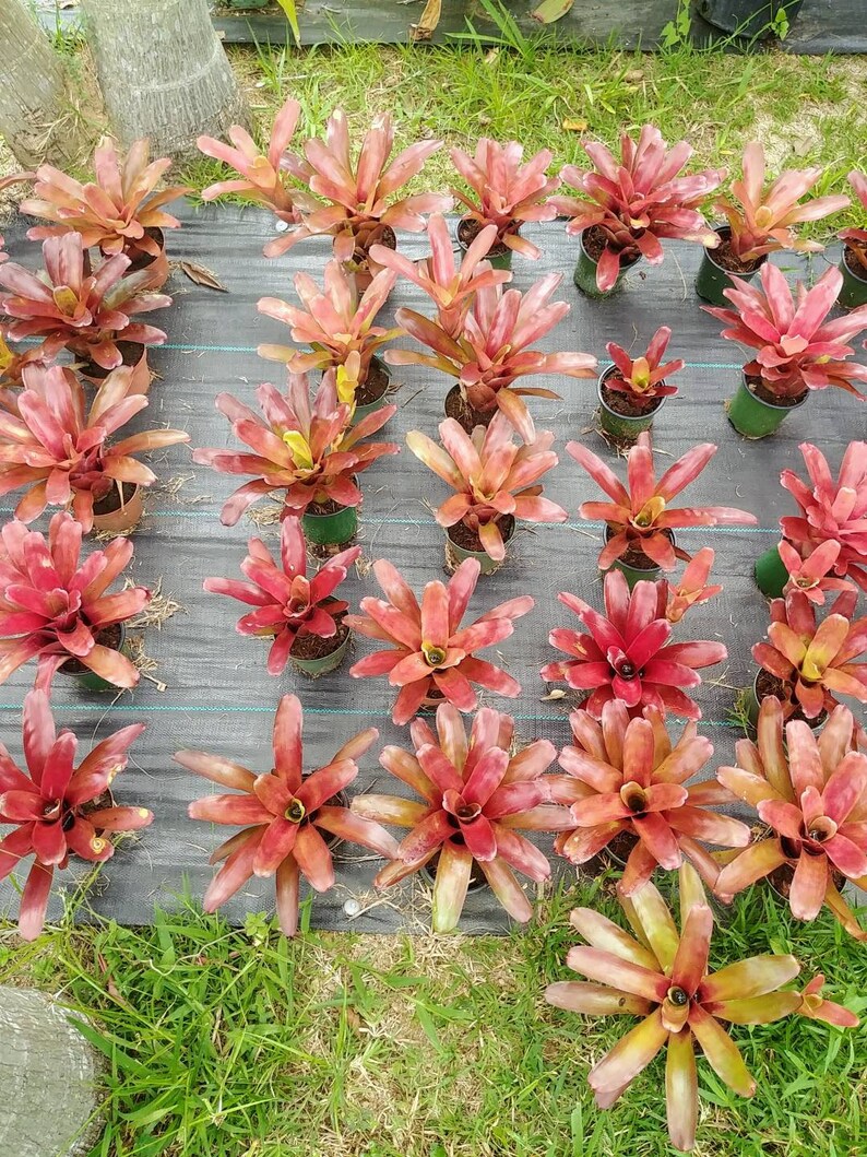 Bromeliad neoregelia Super Fireball live plant tropical Etsy