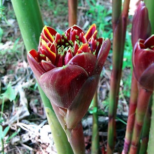 Burgundy tulip torch ginger live rhizome Etlingera eliator tropical plant image 1
