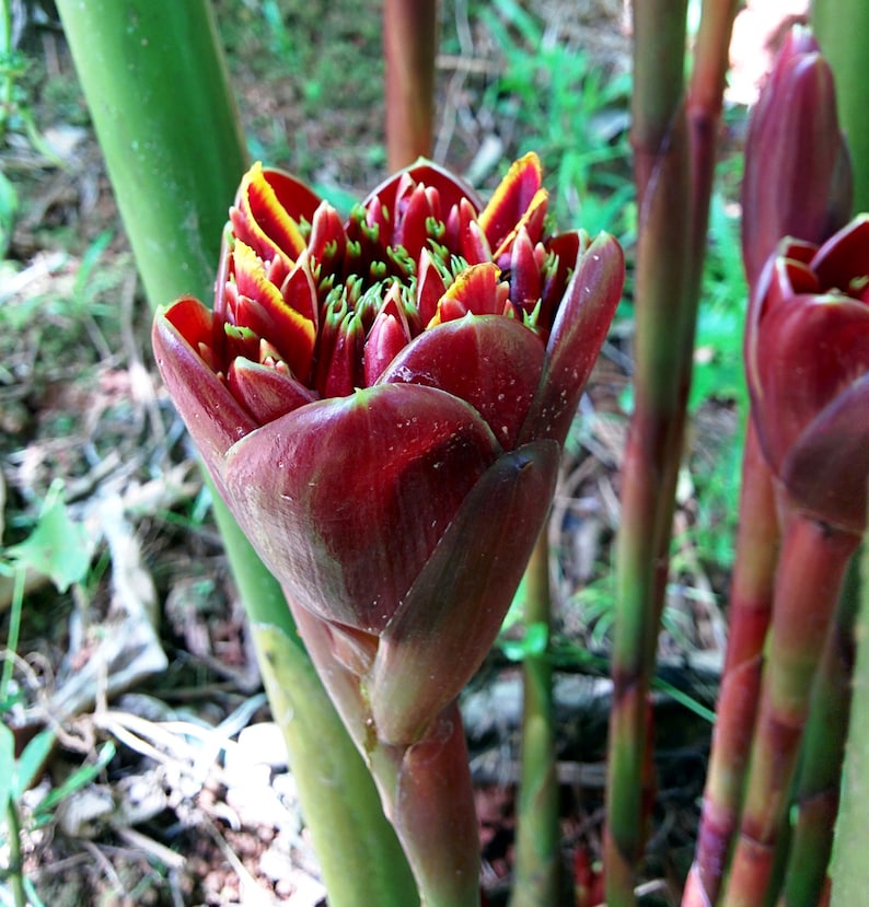 Burgundy tulip torch ginger live rhizome Etlingera eliator tropical plant image 1