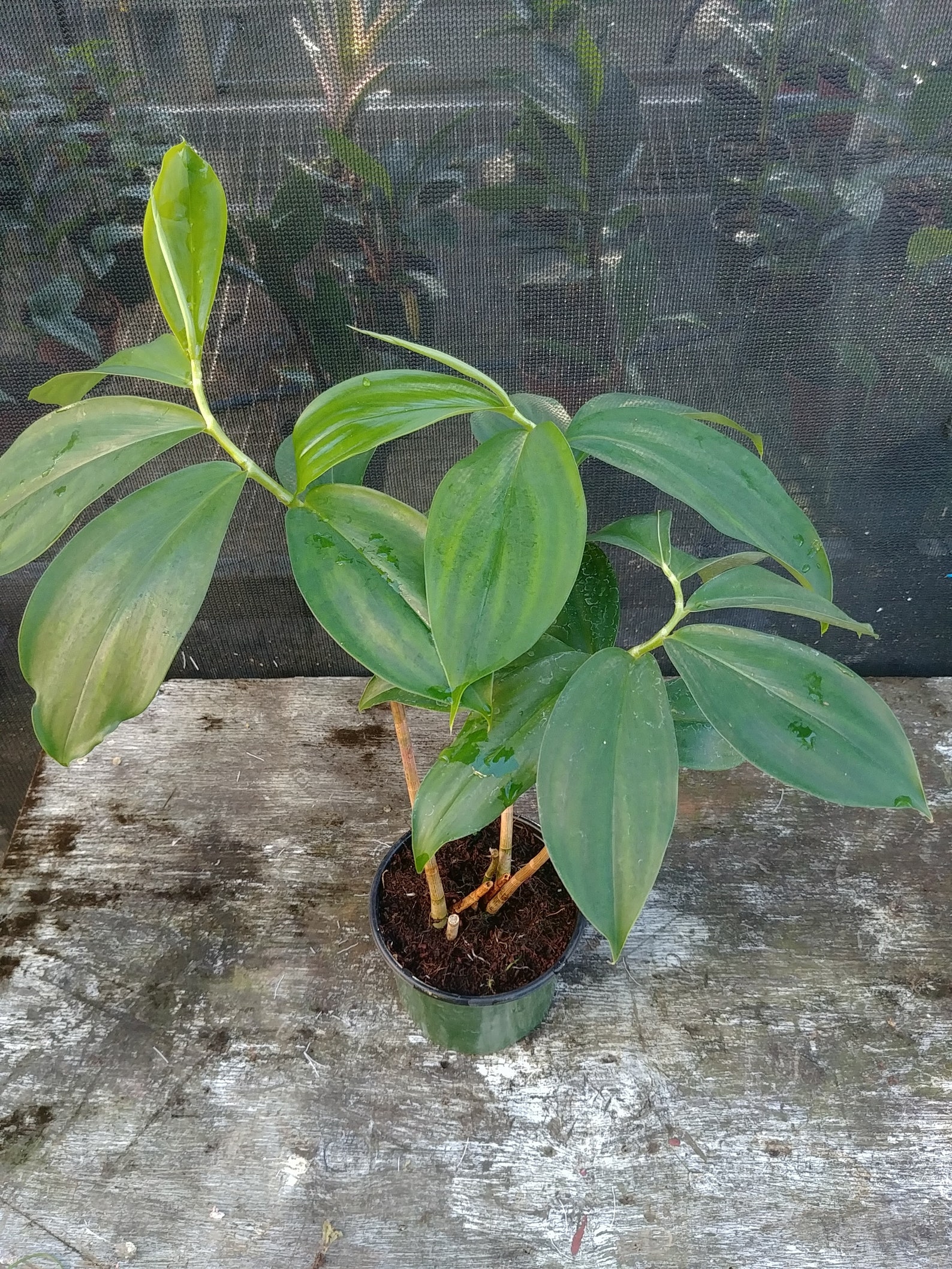 Tapeinochilos ananassae Indonesian wax ginger live growing Etsy