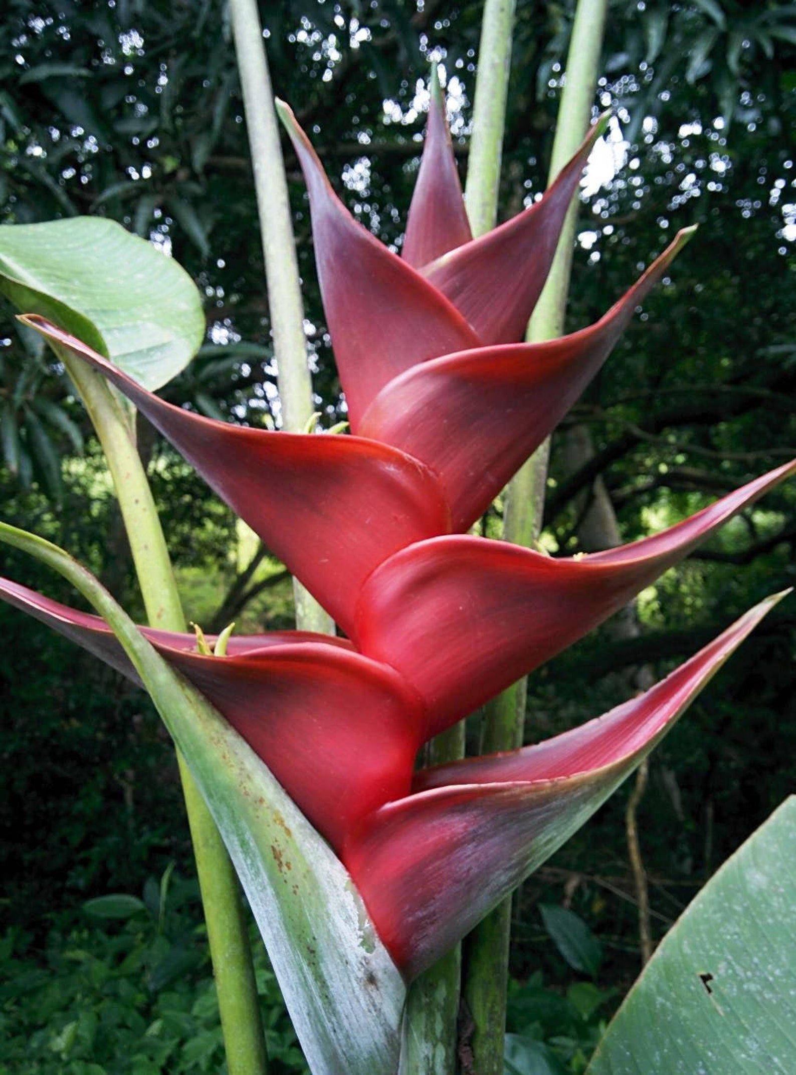 Heliconia St. Lucia live rhizome exotic tropical plant | Etsy