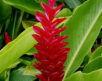Hawaiian Red Ginger live growing tropical plant exotic