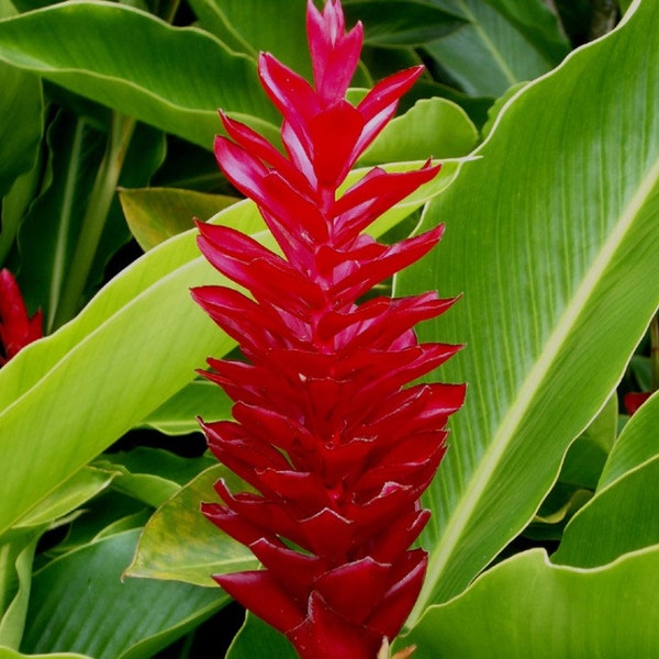 Hawaiian Red Ginger live rhizome tropical plant exotic