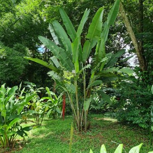 Heliconia Longissima Red Wings live rhizome giant tropical plant exotic banana family image 2