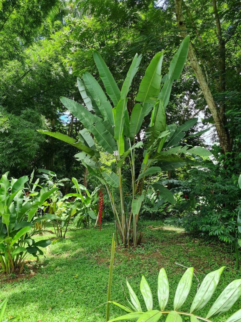 Heliconia Longissima Red Wings live rhizome giant tropical plant exotic banana family image 2