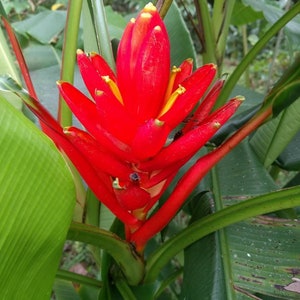 Musa coccinea Scarlet banana live rhizome tropical plant exotic