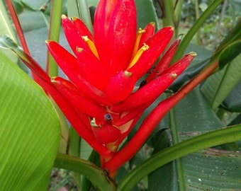 Musa coccinea Scarlet banana live rhizome tropical plant exotic