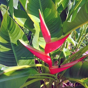 Heliconia Orthotricha x stricta St. Rose live rhizome tropical plant lobster claw