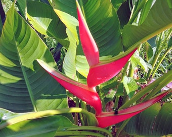 Heliconia Orthotricha x stricta St. Rose live rhizome tropical plant lobster claw