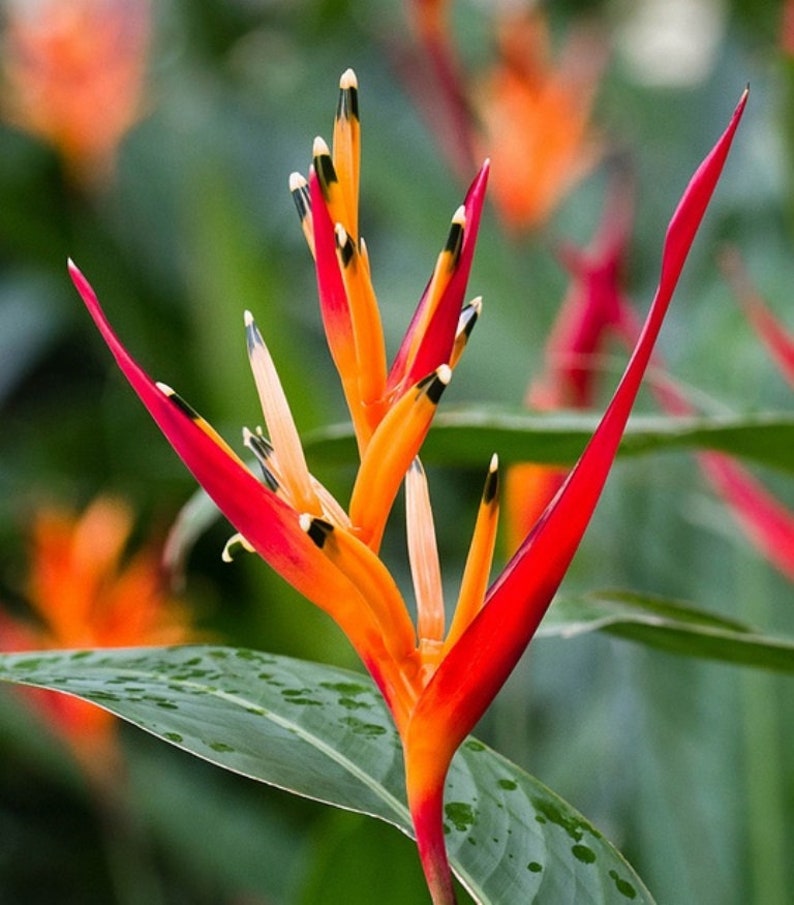 2 Dwarf Heliconia Andromeda parrots beak live rhizome