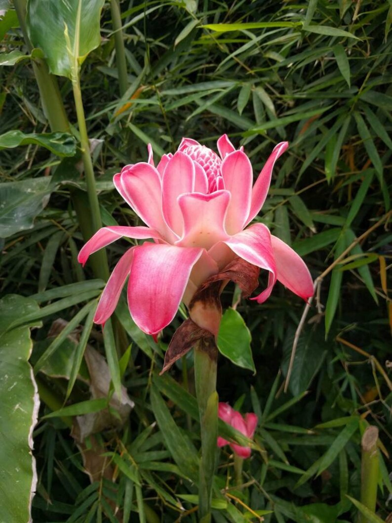 Pink Torch Ginger Live Rhizome Tropical Plant Exotic Plant - Etsy