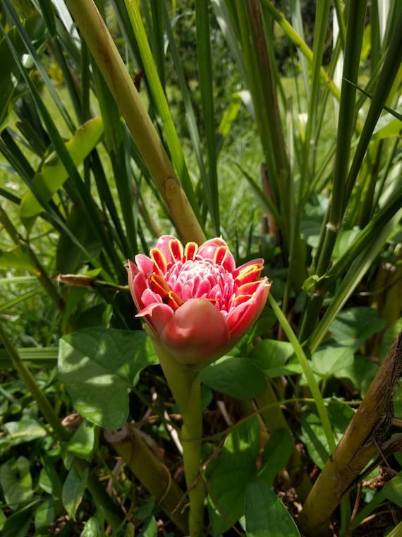 Pink Tulip Torch Ginger Live Rhizome Etlingera Eliator Tropical