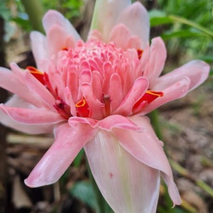 New Sweet Pale Pink torch ginger live Rhizome tropical plant exotic plant flower