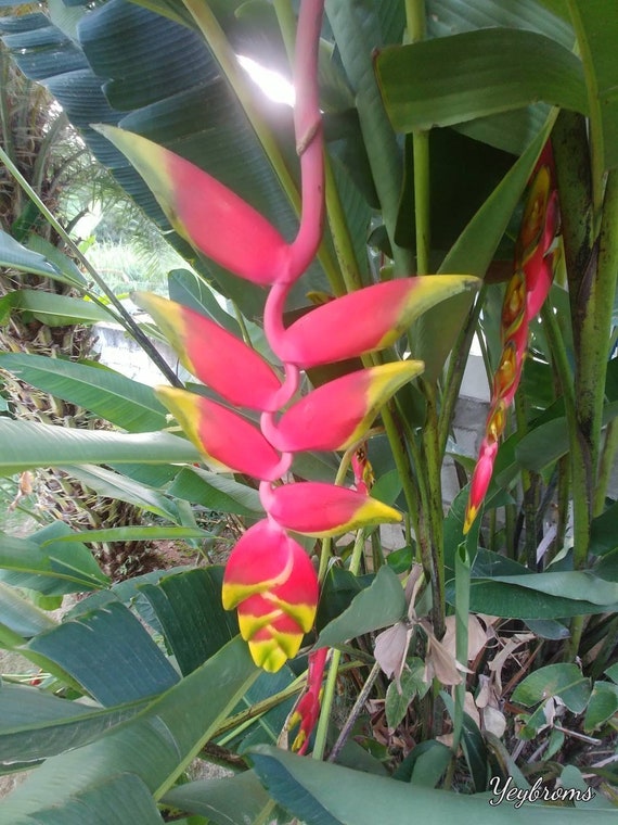 My Nice Garden: Heliconia rostrata The Hanging Lobster Claw