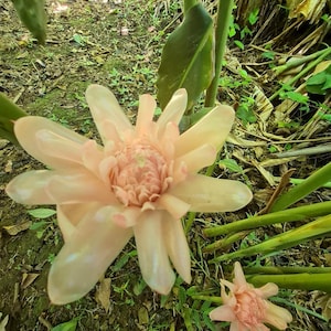 Sweet Pale Pink torch ginger live Rhizome tropical plant exotic plant flower