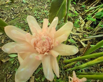 山本トーチジンジャーの生根茎、熱帯の珍しい植物の花 - Etsy 日本