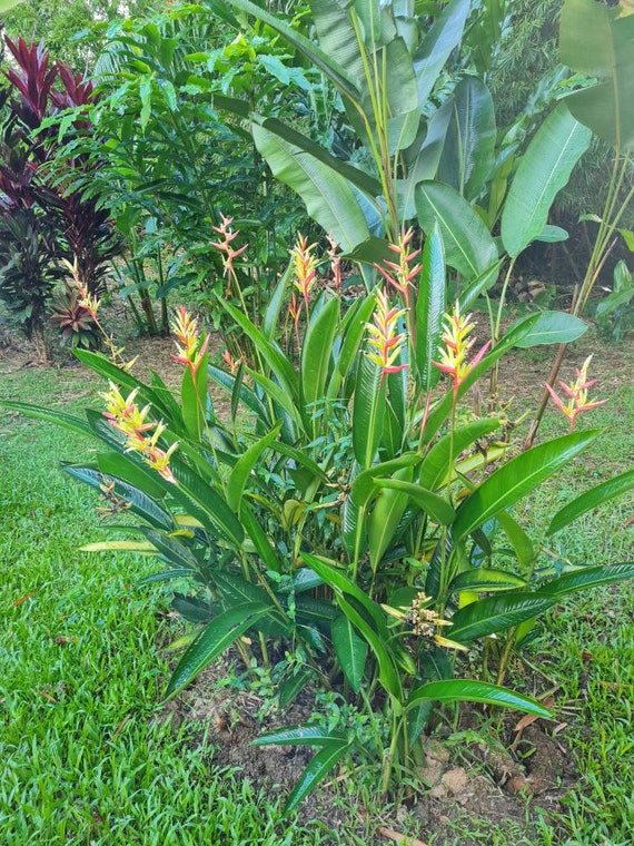 New Dwarf Heliconia Flamingo Parrots Beak Live Rhizome Plant