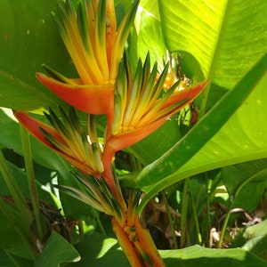 Heliconia Guyana live rhizome exotic tropical plant