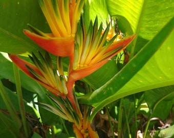 Heliconia Guyana live rhizome exotic tropical plant