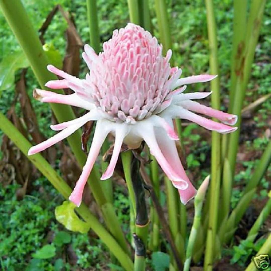 Yamamoto Torch Ginger Live Rhizome Tropical Exotic Plant Flower