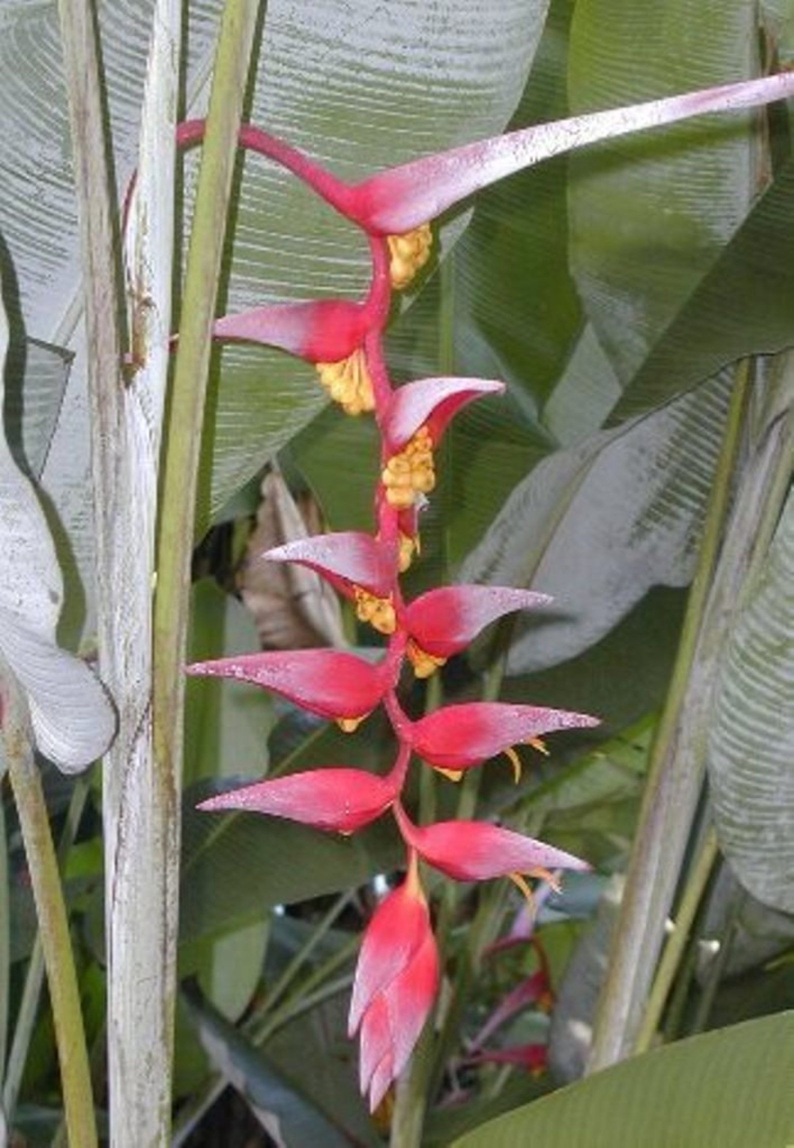 Heliconia Collinsiana Live Rhizome Tropical Exotic Plant - Etsy