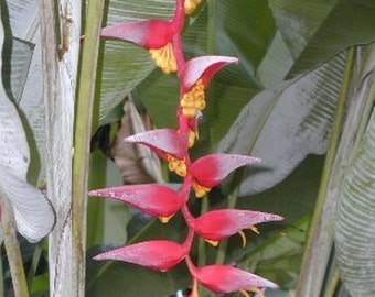 Heliconia Collinsiana live rhizome tropical exotic plant