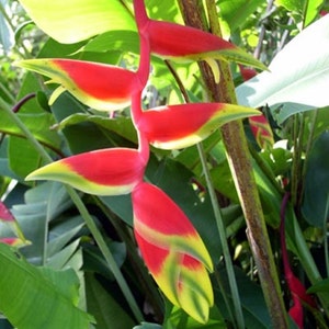 Heliconia Rostrata hanging lobster claw live rhizome tropical plant