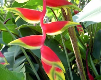 Heliconia Rostrata hanging lobster claw live rhizome tropical plant