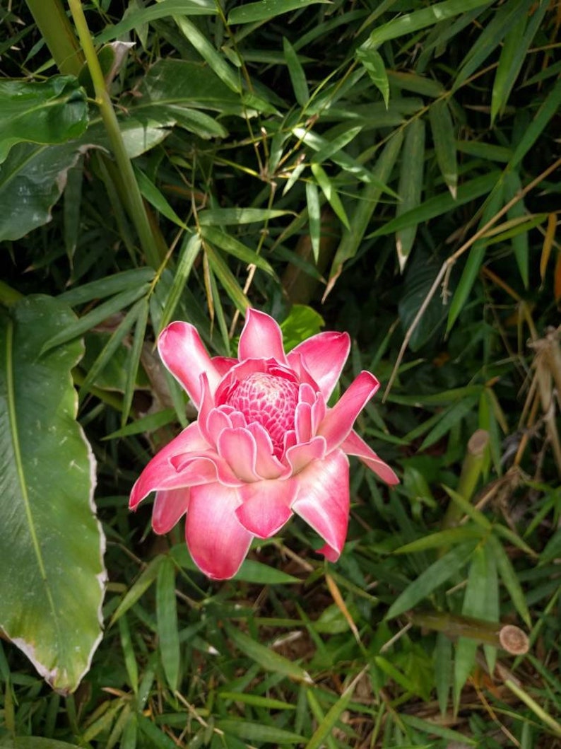 Pink Torch Ginger Live Rhizome Tropical Plant Exotic Plant - Etsy