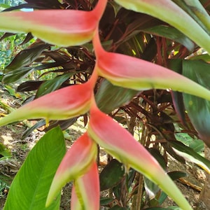 Heliconia chartacea Extra Sexy live rhizome tropical exotic plant  hanging  lobster claw