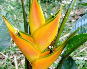 New DWARF Heliconia Stricta Dorado gold live rhizome tropical plant