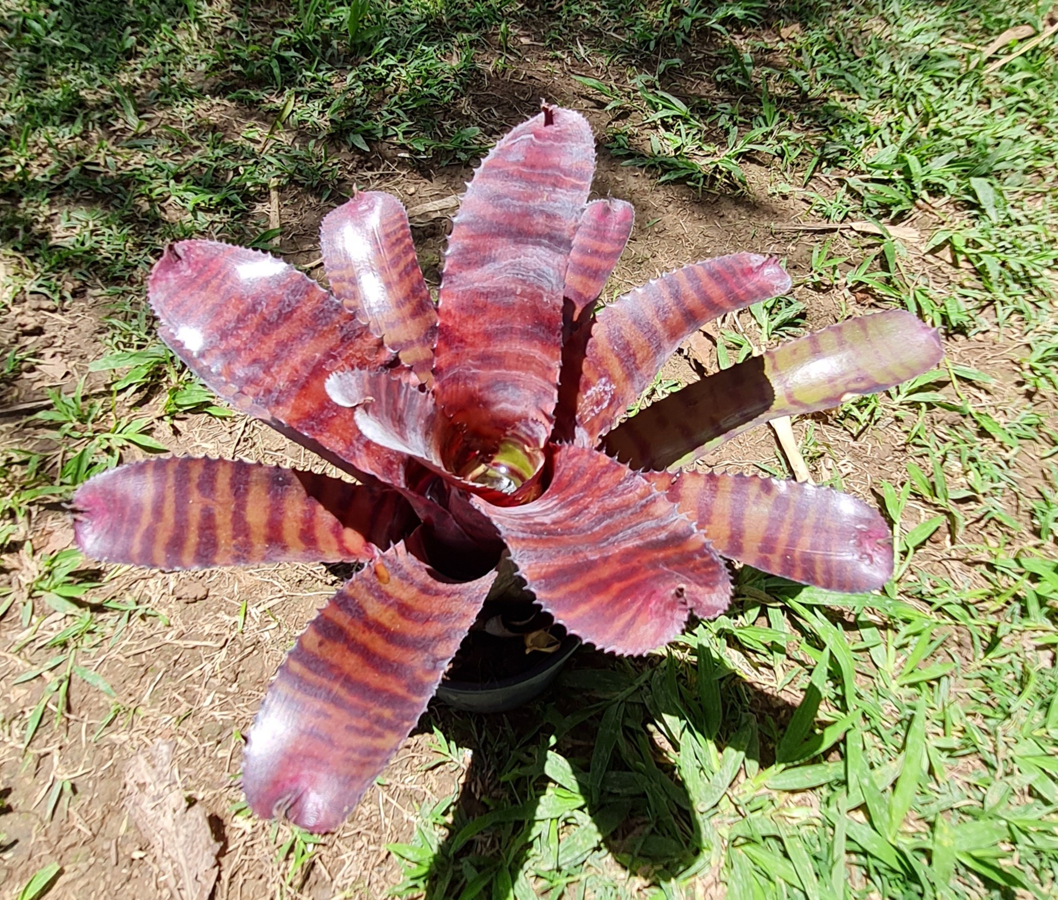 ブロメリア・エアープランツ Neoregelia Groves Red Tiger variegated Neoregelia Groves Red Tiger - メルカリ
