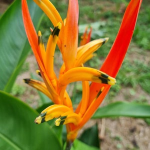 Two Heliconia Petra parrots beak live rhizome exotic tropical plant dwarf