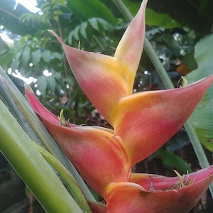 New Heliconia Caribaea Mango live rhizome  exotic tropical plant lobster claw