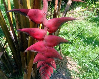 New Heliconia Mariae Bushmaster live Rhizome exotic tropical plant hairy flower