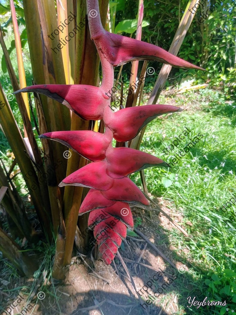 New Heliconia Mariae Bushmaster live Rhizome exotic tropical plant hairy flower image 1