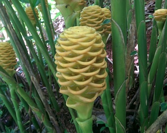 Beehive ginger live rhizome exotic plant Zingiber spectabile