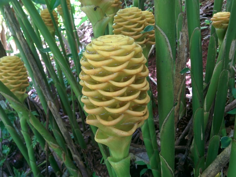 Shampoo ginger live rhizome exotic plant Zingiber spectabile Etsy