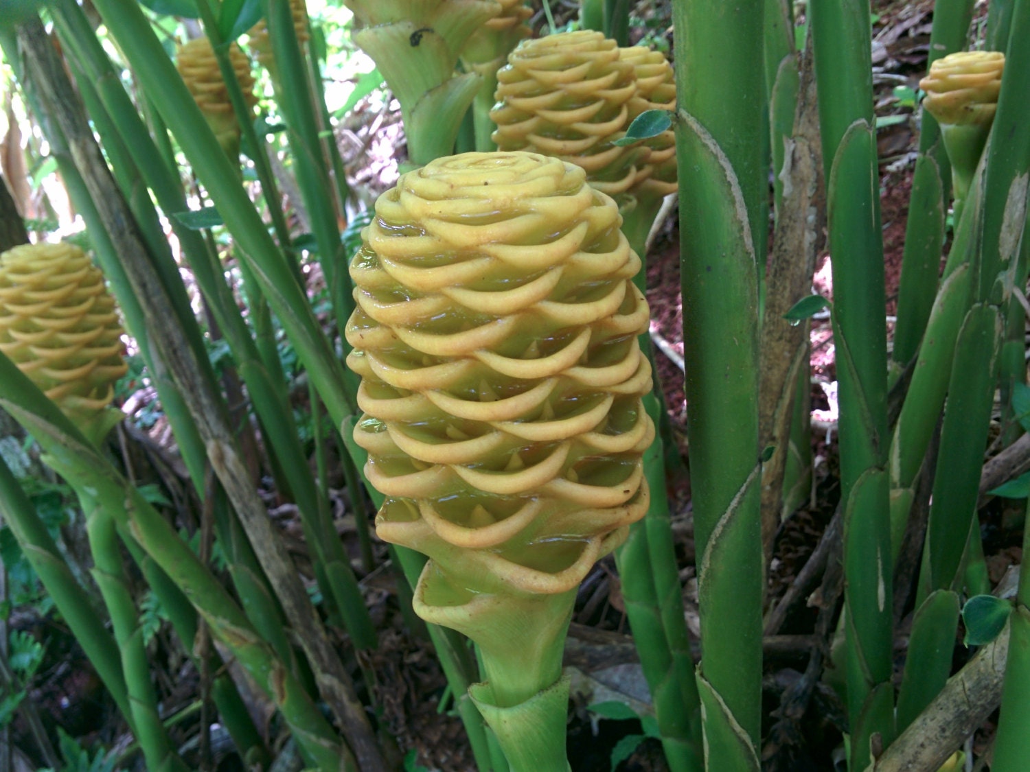 Shampoo Beehive Ginger Live Rhizome Exotic Plant Zingiber Etsy